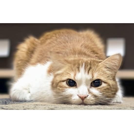 cat.jpg